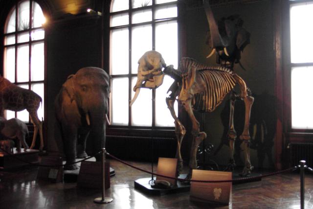 Elephant skeleton.