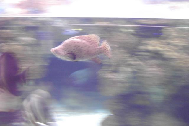 Fast moving fish in the aquarium