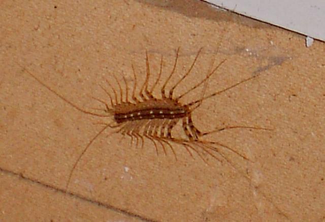 I found this on the wall.  If I have identified it correctly, it is a house centipede.  Pretty harmless when alive; completely harmless now.
