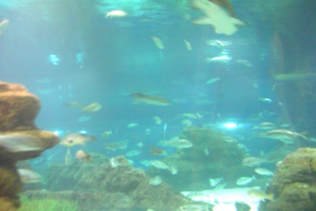 Our tour guide recommended the aquarium.