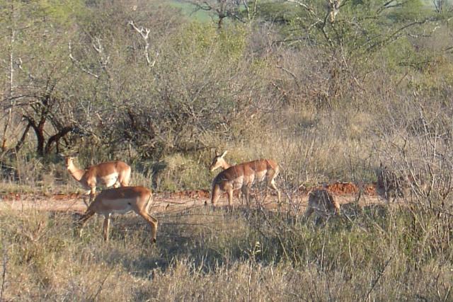 Day 02 - Kruger - Impala Antelope - PDRM2602