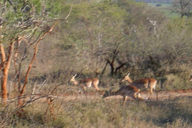 Day 02 - Kruger - Impala Antelope - PDRM2603