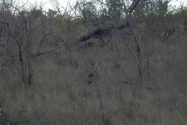 Day 02 - Kruger - Hyena 5