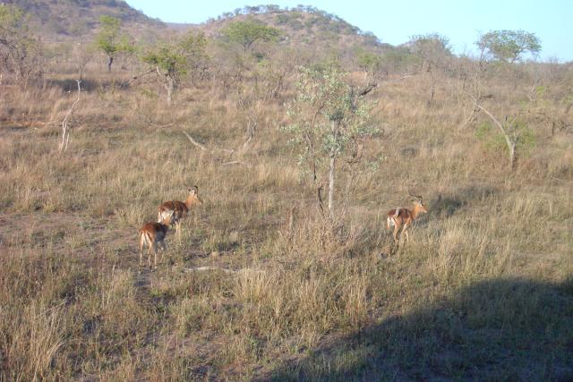 Day 03 - Kruger - Impala Antelope 1