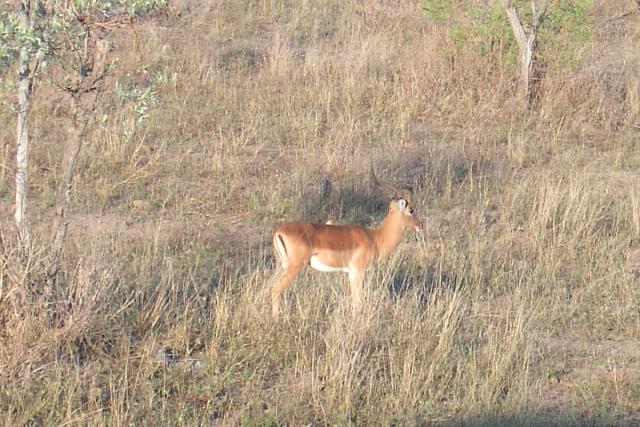 Day 03 - Kruger - Impala Antelope 2