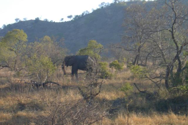 Day 03 - Kruger - Elephant 1