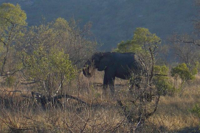 Day 03 - Kruger - Elephant 2