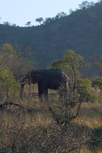 Day 03 - Kruger - Elephant 3
