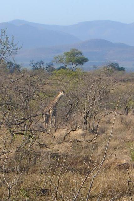 Day 03 - Kruger - Giraffe 2