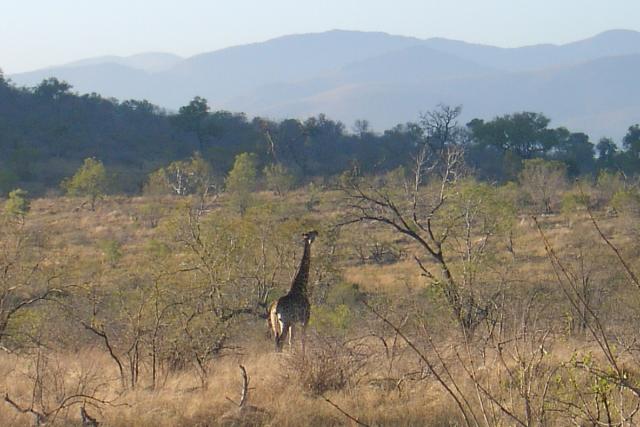 Day 03 - Kruger - Giraffe 3
