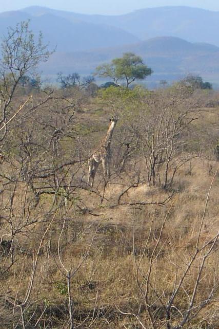 Day 03 - Kruger - Giraffe 4
