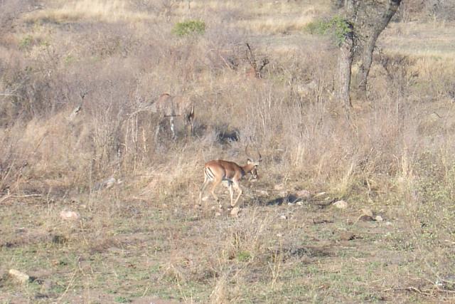 Day 03 - Kruger - Impala Antelope 3