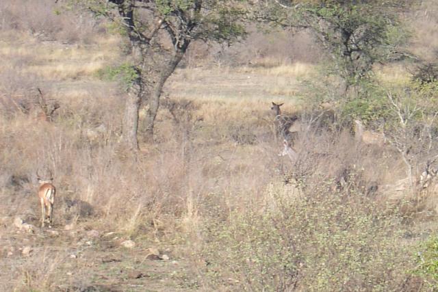 Day 03 - Kruger - Impala Antelope 4