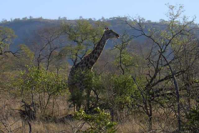 Day 03 - Kruger - Giraffe 7