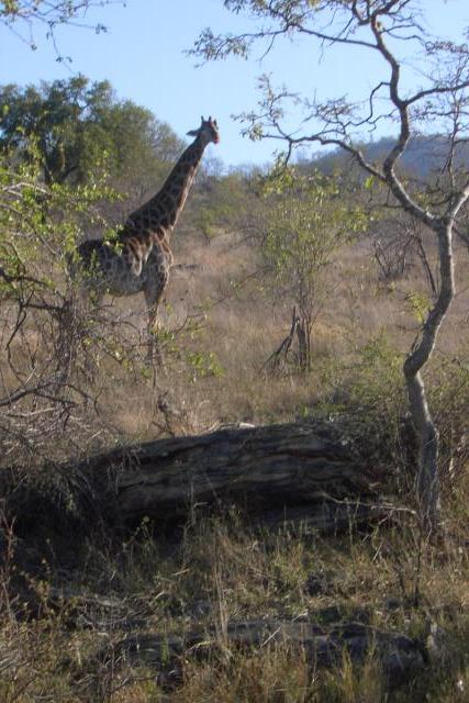 Day 03 - Kruger - Giraffe 9