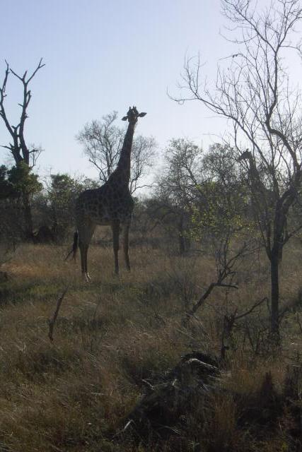Day 03 - Kruger - Giraffe 11