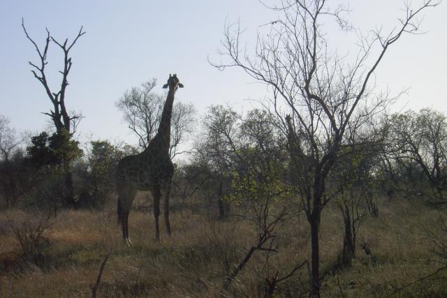 Day 03 - Kruger - Giraffe 12