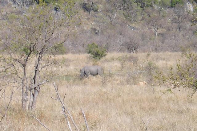 Day 03 - Kruger - Rhino 1