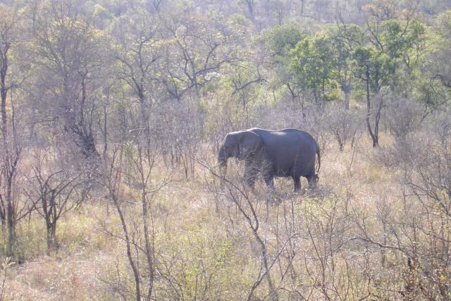 Day 03 - Kruger - Elephant 4