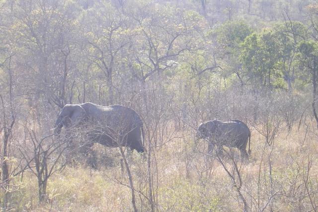 Day 03 - Kruger - Elephant 5