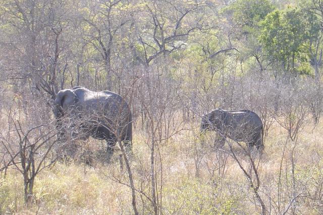 Day 03 - Kruger - Elephant 6