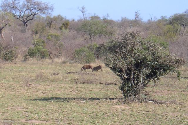Day 03 - Kruger - Warthogs 1