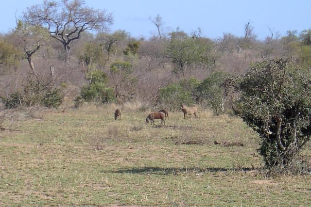 Day 03 - Kruger - Warthogs 2