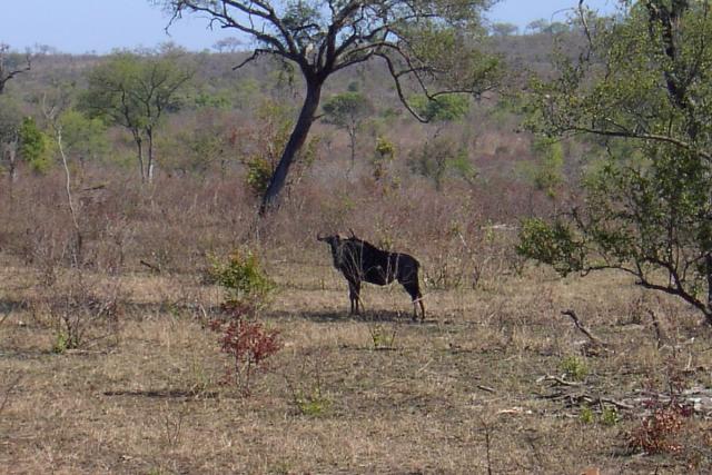 Day 03 - Kruger - Wildebeest