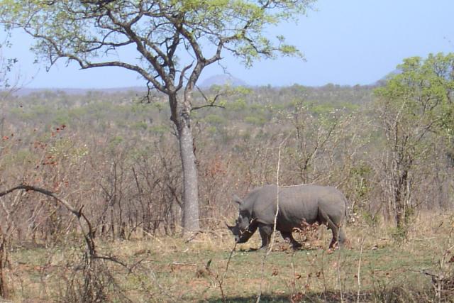Day 03 - Kruger - Rhino 2