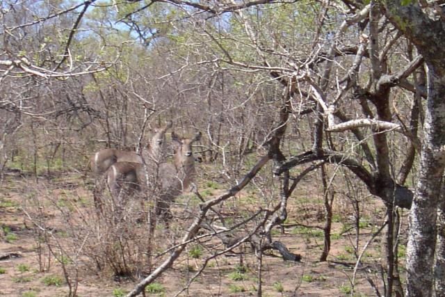 Day 03 - Kruger - Waterbuck 1