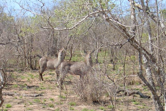 Day 03 - Kruger - Waterbuck 2