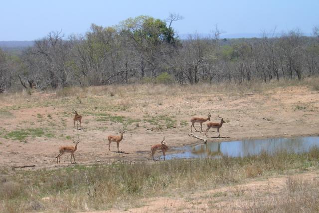 Day 03 - Kruger - Impala Antelope 6