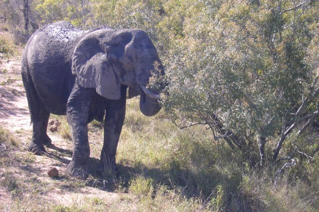 Day 03 - Kruger - Elephant 8