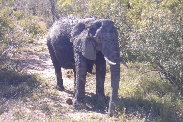 Day 03 - Kruger - Elephant 9