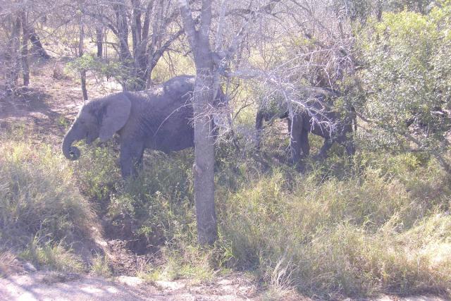 Day 03 - Kruger - Elephant 10