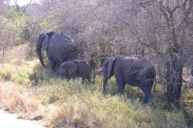 Day 03 - Kruger - Elephant 11