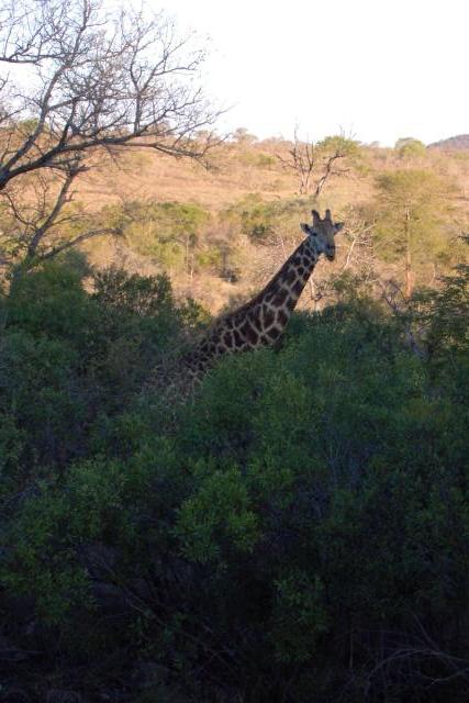 Day 03 - Kruger - Giraffe 13