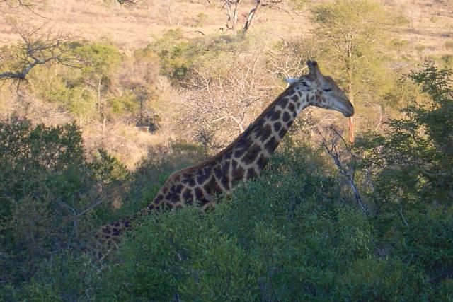 Day 03 - Kruger - Giraffe 14