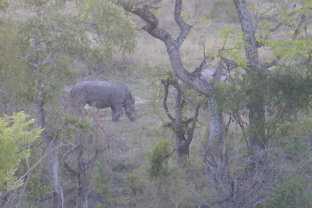 Day 03 - Kruger - Rhino 3