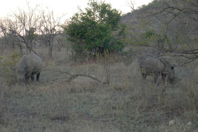 Day 03 - Kruger - Rhino 4