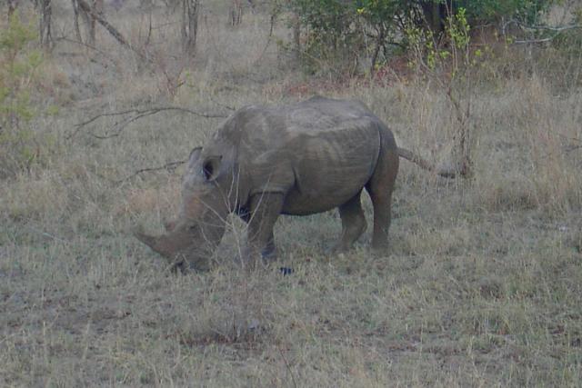Day 03 - Kruger - Rhino 5