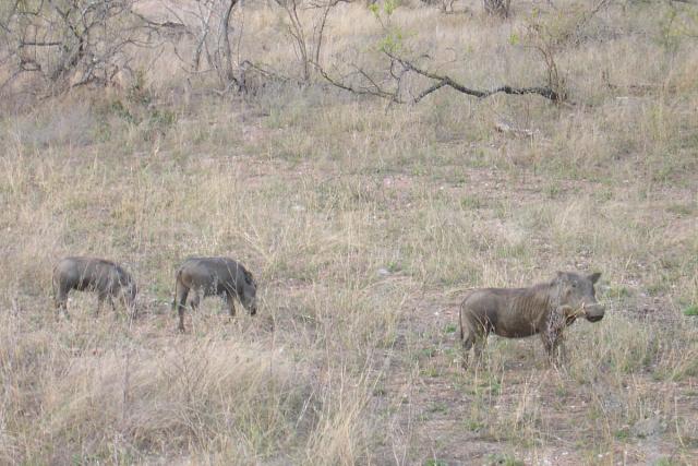 Day 04 - Kruger - Warthogs 6
