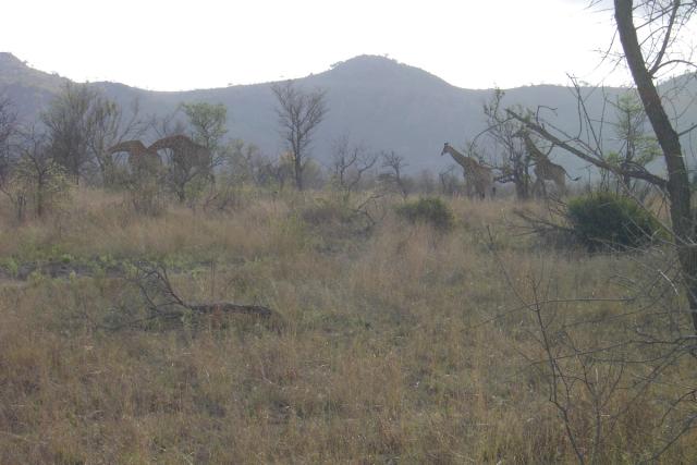 Day 04 - Kruger - Giraffes 15
