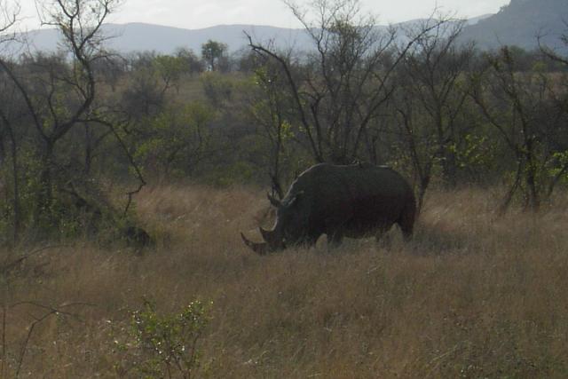 Day 04 - Kruger - Rhino 6