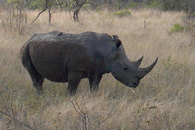 Day 04 - Kruger - Rhino 8