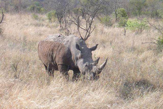 Day 04 - Kruger - Rhino 10