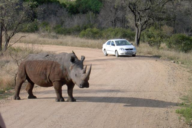 Day 04 - Kruger - Rhino 11