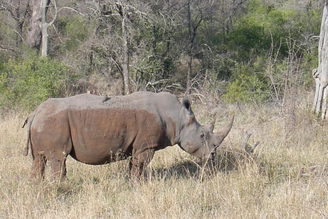 Day 04 - Kruger - Rhino 12