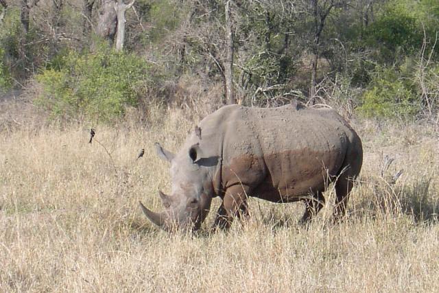 Day 04 - Kruger - Rhino 13