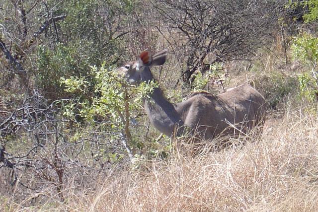 Day 04 - Kruger - Kudu 1